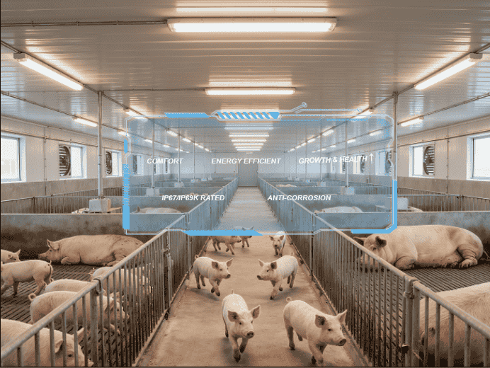 led lighting for swine barn (3) 